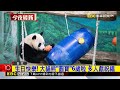 生日快樂！ 大貓熊「圓寶」6歲啦 多人獻祝福@newsebc