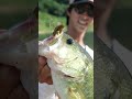 高山ダムで連発した、フラッグツインのヘビキャロ #shorts