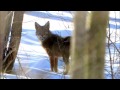 Coyote sounds with photos by illiana images