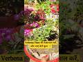 Verbena Flower |Verbena Flower Plant care👍🪴#gardening #plantcare #caretips #shorts