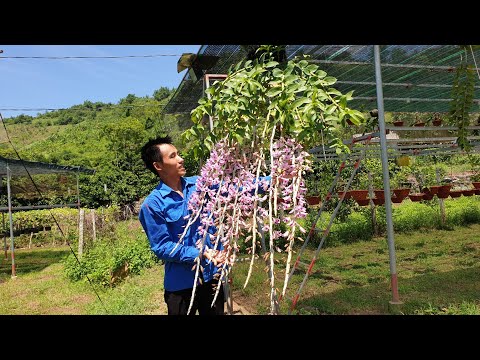 GIÒ PHI ĐIỆP KHỦNG NHẤT TỈNH HÒA BÌNH || PHONG LAN RỪNG