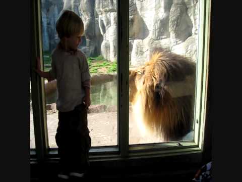 Lion Roar Scares Baby