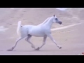 شيلة هلا مرحبا كلمات سيف الخالدي أداء سرآب آلـش عـر شبكة ومنتديات مملكة الغلا 