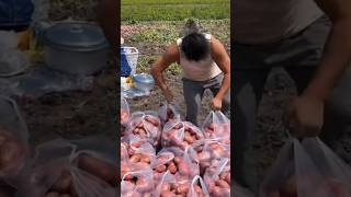 Ide Cerdas Sederhana Skill Mengesankan Petani Panen Kentang Yang Sangat Memuaskan