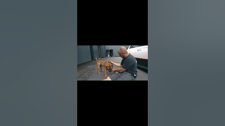 Ben bei JP Performance auf Kuschelkurs #jeanpierre #jpperformance #shorts #viral