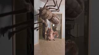 spider squirrel (Don't be afford.) #animals #spiderfight #spiderfighting #pets #memes #squirrel