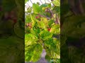 hibiscus flower plant #gardening