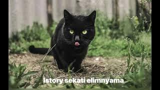 Ikati elimnyama