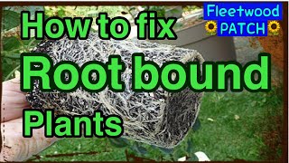 Root bound gotcha down?