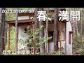 【沢の流れる450坪の山購入】今年57歳、自分の山の桜、咲きました♪嬉しすぎる！