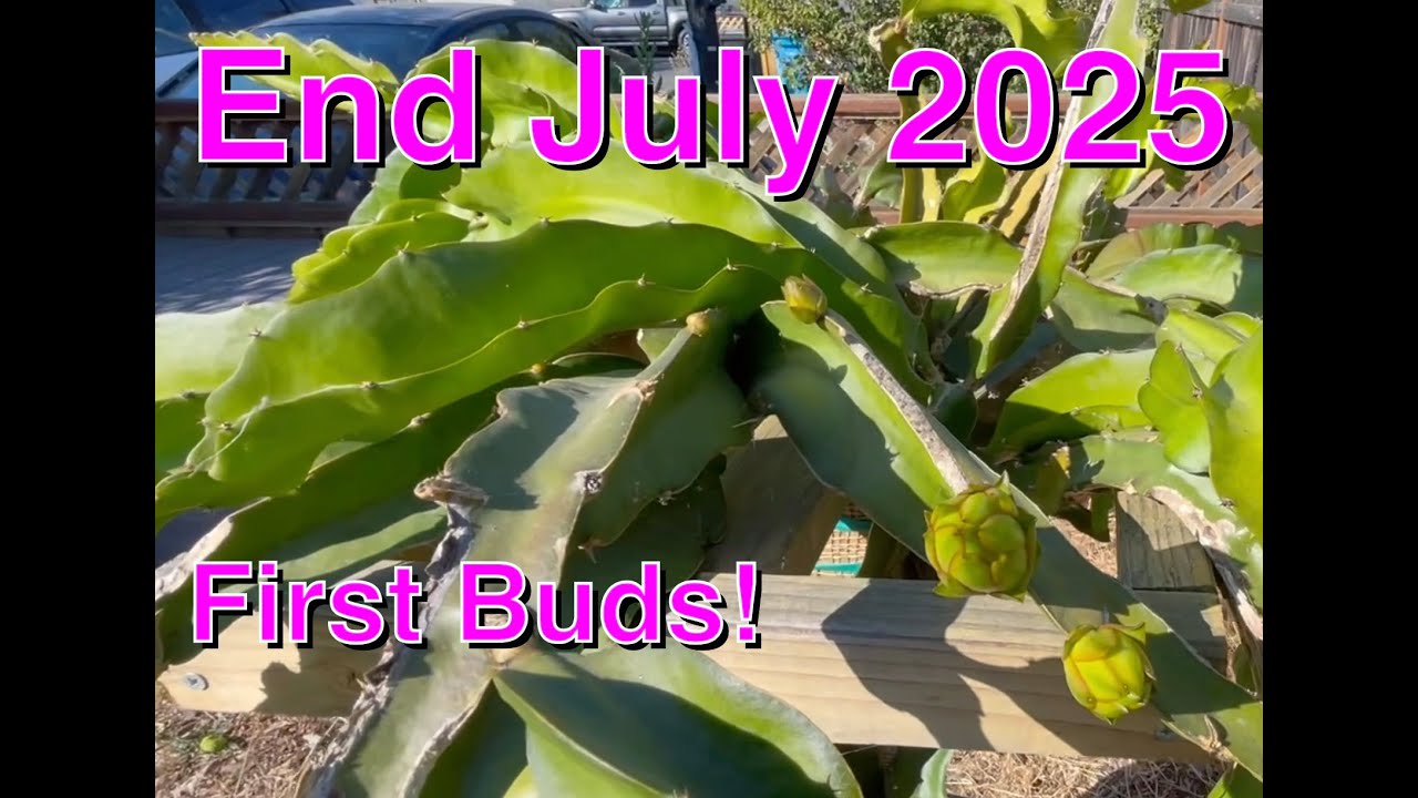 Dragons End of July 2025 - Buds!