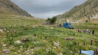 Nomadic life | Hard and dangerous migration to cold and fresh pastures with herds and donkeys 🌄🐑🐴