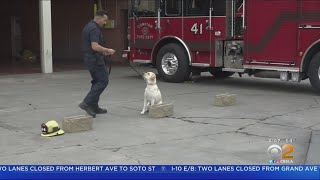 4-Legged Investigator Joins Compton's Arson Team
