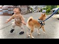 散歩する柴犬と保育園帰りの娘がバッタリ遭遇したら