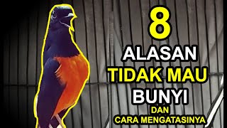 8 Alasan Kenapa MURAI BATU Tidak Mau Bunyi dan Cara Mengatasinya