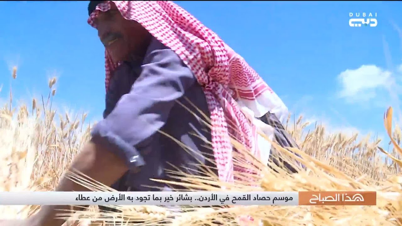 هذا الصباح | موسم حصاد القمح في الأردن.. بشائر خير بما تجود به الأرض من عطاء
