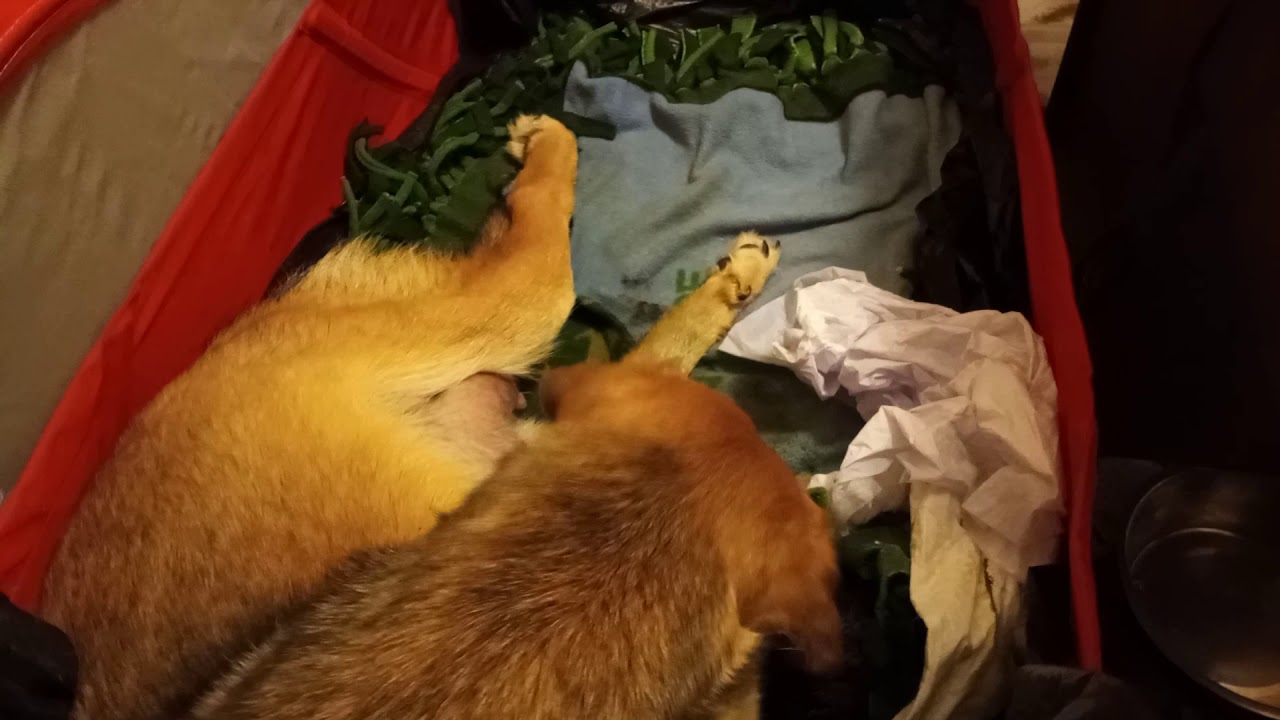 Paralyzed dog is a mom!