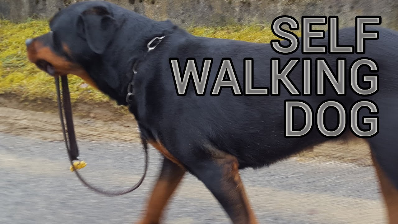 self walking dog