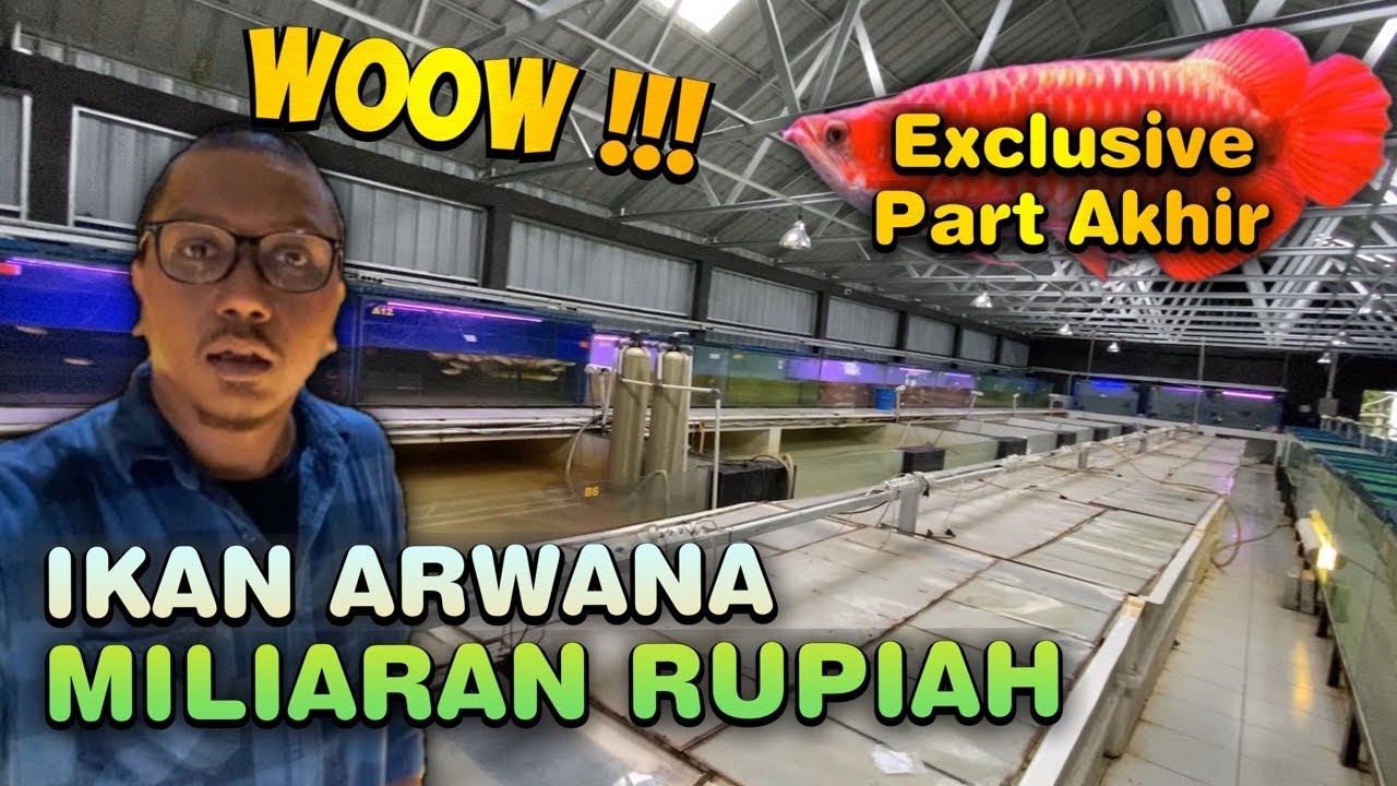 BONGKAR FARM IKAN ARWANA SUPER RED & ARWANA GOLDEN #2 TERBESAR DI RIAU