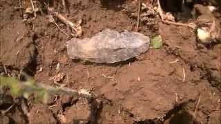 CORNFIELD CHRONICLES-SURFACE HUNT, MISSOURI KILLER GIFT POINTS!