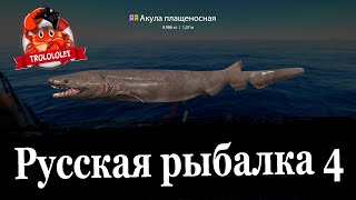 Русская рыбалка 4 Акула плащеносная Мольва голубая трофей
