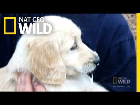 Video: Čo Pooch Ate Čo? Svet veterinárov pre psov je jedlom spodnej bielizne