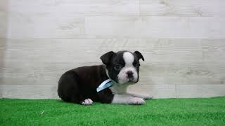 Coo&RIKU No.00747127 ボストンテリア - YouTube