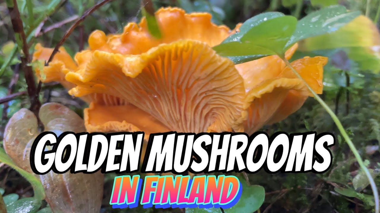 GOLDEN MUSHROOMS PICKING IN THE FINNISH FOREST|| FINNISH COUNTRYSIDE|| THE LINDEMANS