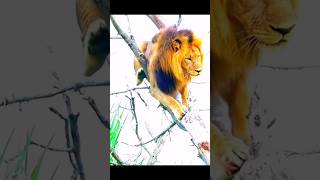 Real lion hunting African hunter lion sitting on a tree branch#hunting #treending #shorts #lion
