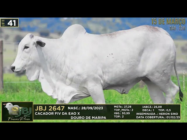 LOTE 41   JBJ 2647