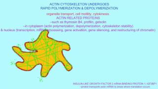 ACTIN POLYMERIZATION & CELL MOVEMENT