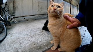 駐輪場の猫ちゃん、ナデナデすると喜んで手を舐め返してきてカワイイ