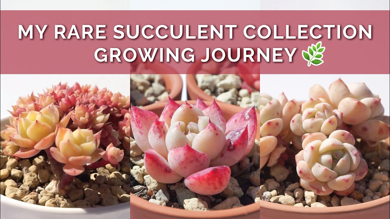 My Rare Succulent Collection + Growing Journey | Colorful  Echeveria | April 2021