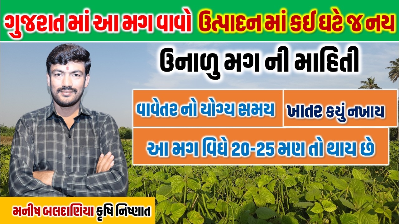 ઉનાળુ મગ ની ખેતી પધ્ધતિ, ગુજરાત મગ , મગ નું ઉત્પાદન @MANISHBALDANIYA