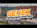 Передовая генетика для животноводства компании GENEX