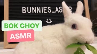 Surprising Sounds Cute White Bunny Rabbit Asmr | Asian Vegetables 🥬🐰