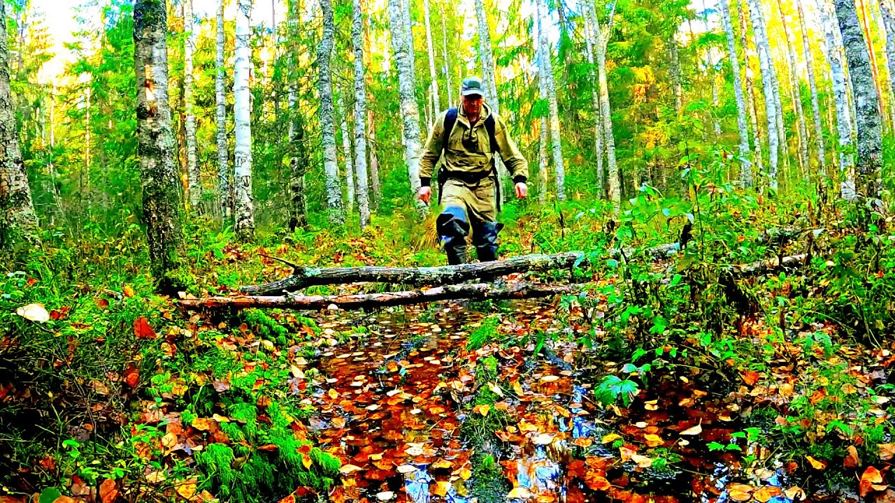 Грибник зашел в ЛЕС нашел БОЛОТО такого НЕ ОЖИДАЛ! Клюква хоть мешками собирай! Ягоды и грибы