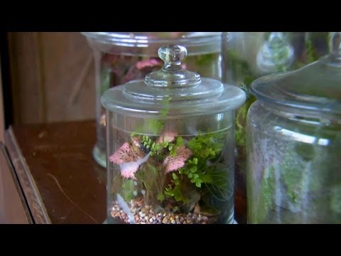 ვიდეო: როგორ შევქმნათ კუს Terrarium