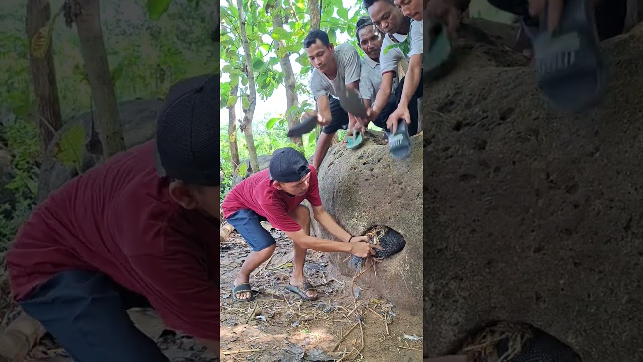 wao ayam ini bersarang di dalam batu #hature #shortsviral