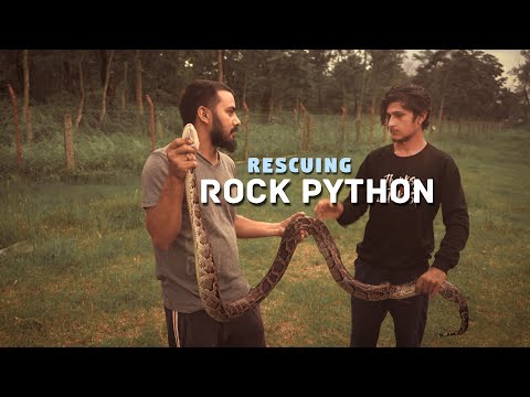 Rescuing Asian Rock Python
