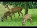 Rehe in unserem garten juli 2015