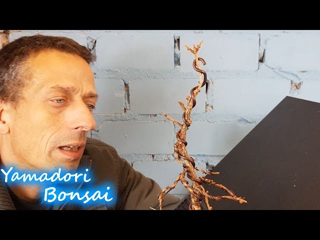 Yamadori Lrche im Teichkorb, die Gestaltung eines jungen Baums - YouTube