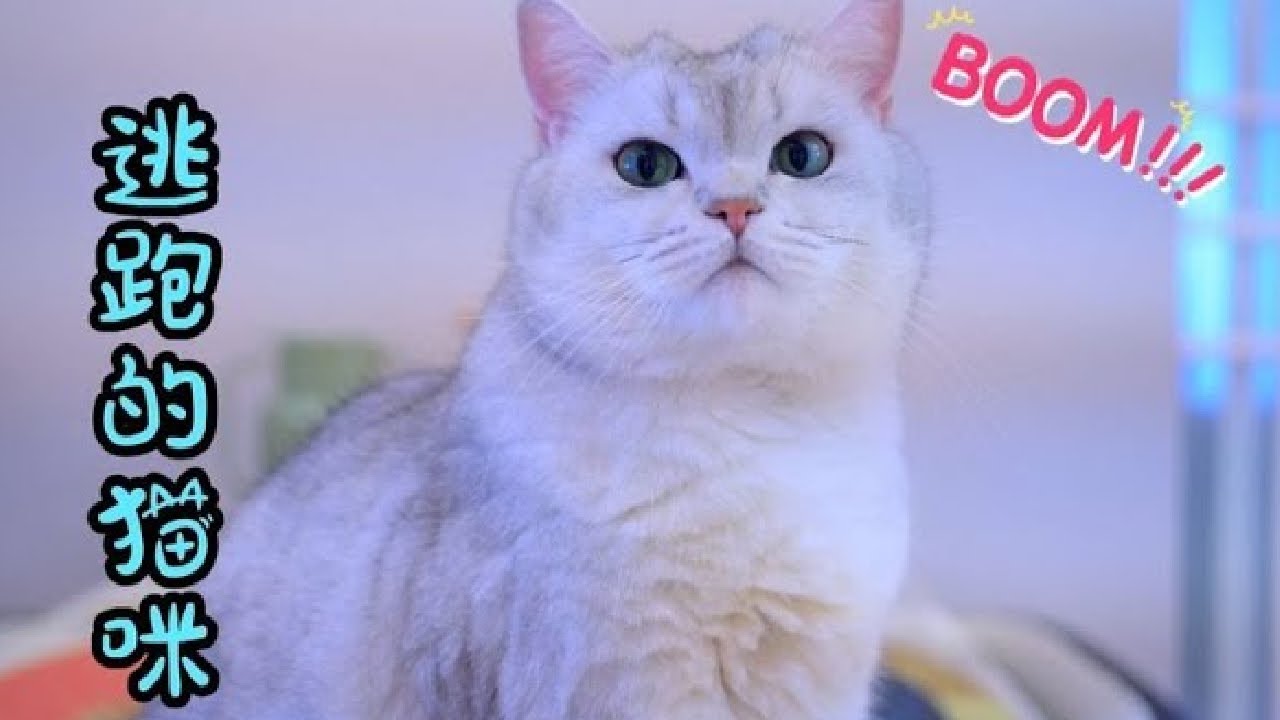 主人强迫吃毒药， 吓得小猫咪逃出家门【七宝小圆子】