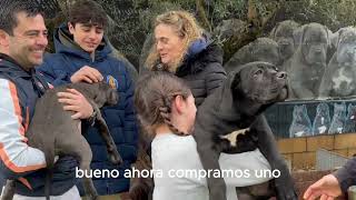 SE LLEVAN MEJOR CACHORRO DE JUANMA MORATO CANE CORSO A BARCELONA