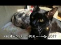 障害子猫の闘病日記㊺ ～虎太郎と愉快な仲間たちwww🐈🐕❤️✨～