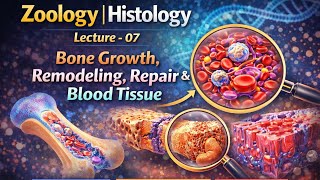 Zoology | Histology Lecture  - 07 | Bone Growth, Remodeling, Repair & Blood Tissue screenshot 1