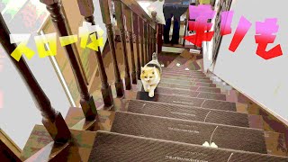 一段とスローなまりもと見張りに精を出すまる