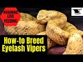 Eyelash Pit Viper Breeding | How-to Breed Bothriechis Schlegelii