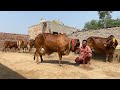 9 sahiwal cows for sale at shri balaji dairy farmkalanwali 9518216110