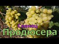 Виноград Беларуси. Лидчина. Сорт винограда -Продюсер. ( Сеянец Продюсера) .